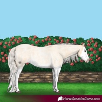 Horse Color:Silver Buckskin Roan Splash