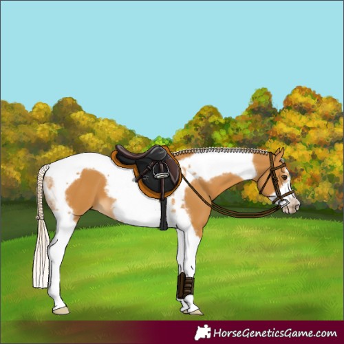 Horse Color:Palomino Tobiano Frame