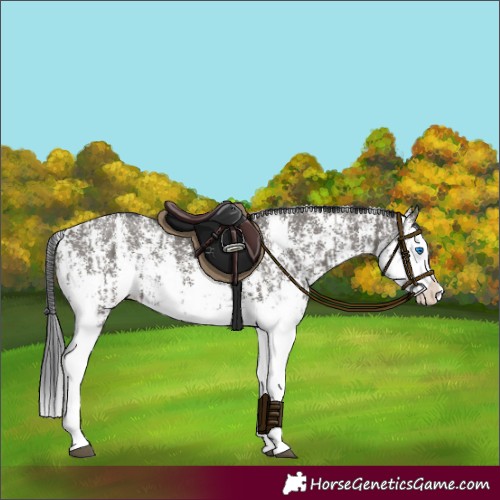 Horse Color:Grullo Sabino Splash and Grullo Sabino Splash
