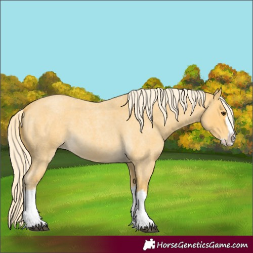 Horse Color:Palomino Roan Splash 