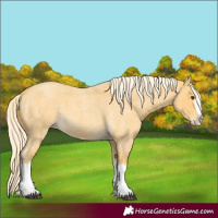 Horse Color:Palomino Roan Splash