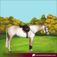 Horse Color:Gray Palomino