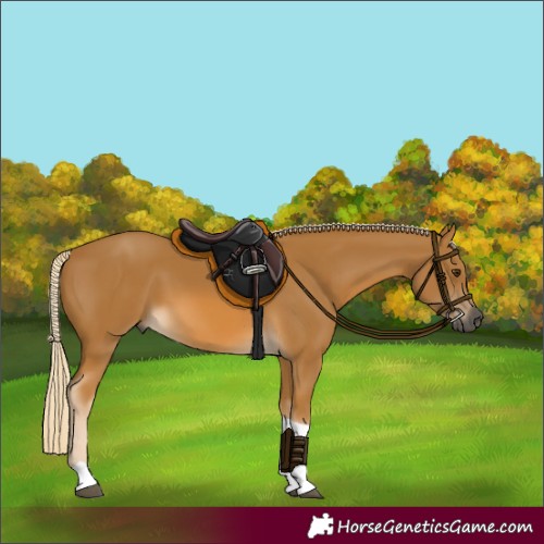 Horse Color:Gray Palomino Tobiano