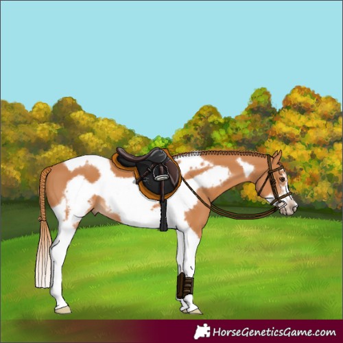Horse Color:Chestnut Tobiano Frame 