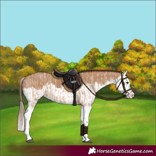 Horse Color:Red Dun Splash and Red Dun Splash