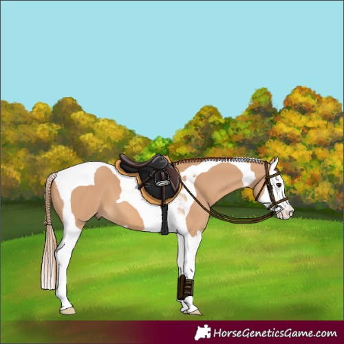 Horse Color:Red Dun Splash Tobiano 