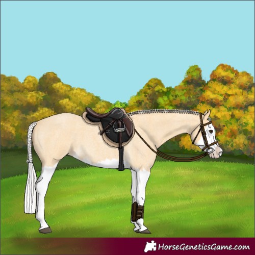 Horse Color:Silver Buckskin Roan Splash