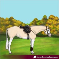 Horse Color:Silver Buckskin Roan Splash 
