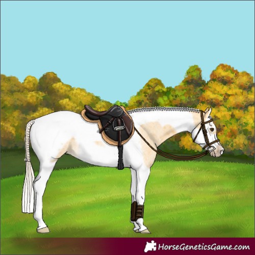 Horse Color:Palomino Roan Splash Tobiano Frame 