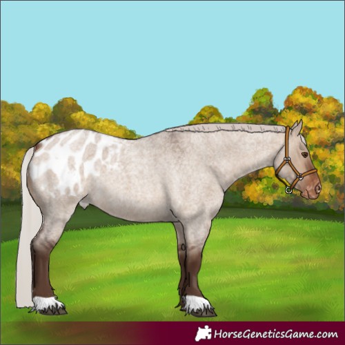 Horse Color:Silver Brown Roan Dun Appaloosa 