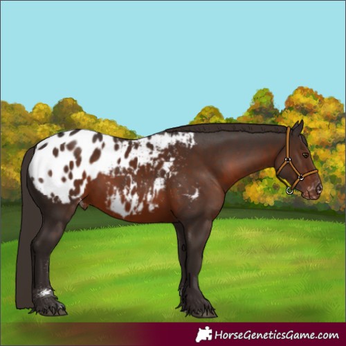 Horse Color:Liver Chestnut Appaloosa Rabicano 