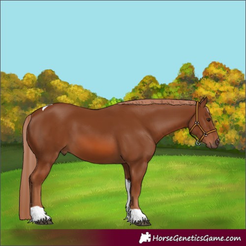 Horse Color:Chestnut Tobiano