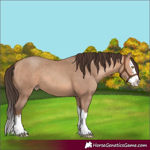 Horse Color:Amber Champagne Splash 