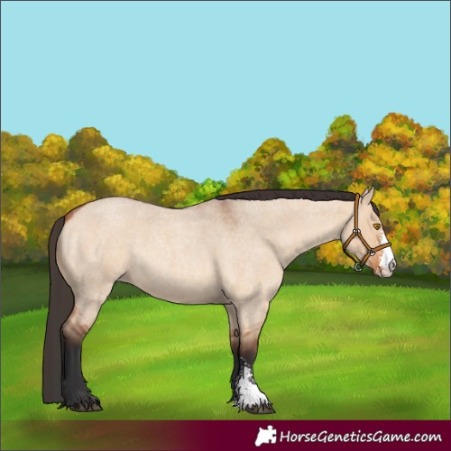 Horse Color:Bay Roan Dun Sabino Rabicano 