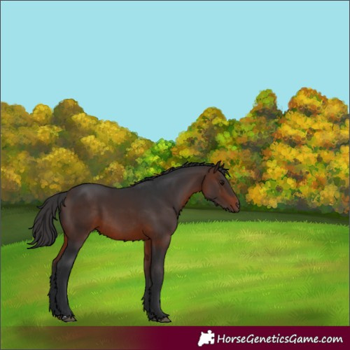 Horse Color:Brown 
