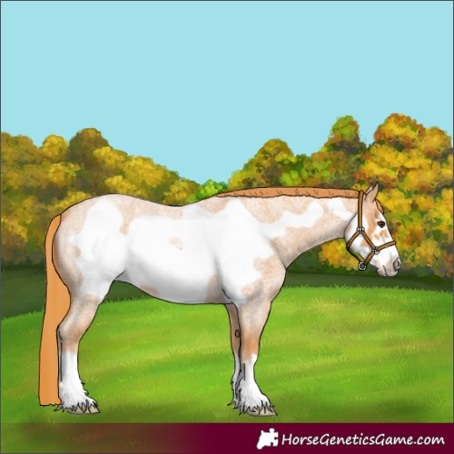 Horse Color:Red Roan Frame