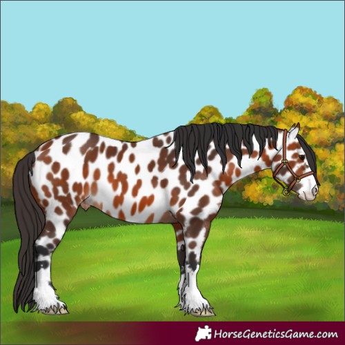 Horse Color:Bay Near Leopard