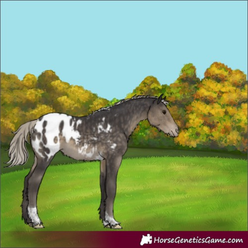 Horse Color:Silver Smoky Black Tobiano Blanket Rabicano 