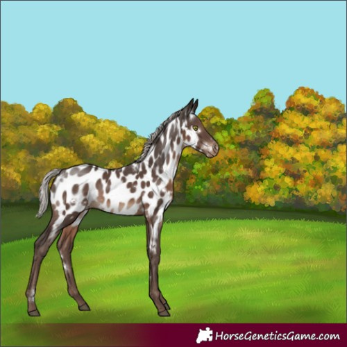 Horse Color:White Spotted Silver Black Appaloosa Rabicano 