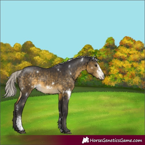 Horse Color:White Spotted Silver Buckskin Sabino Rabicano 