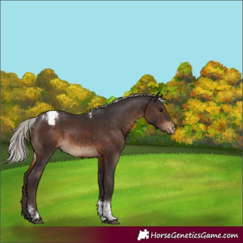 Horse Color:Silver Brown Sabino Tobiano Varnish Rabicano 