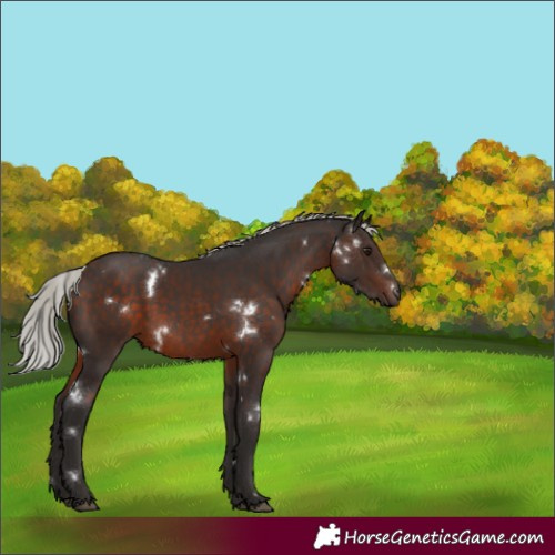 Horse Color:White Spotted Silver Brown Rabicano 