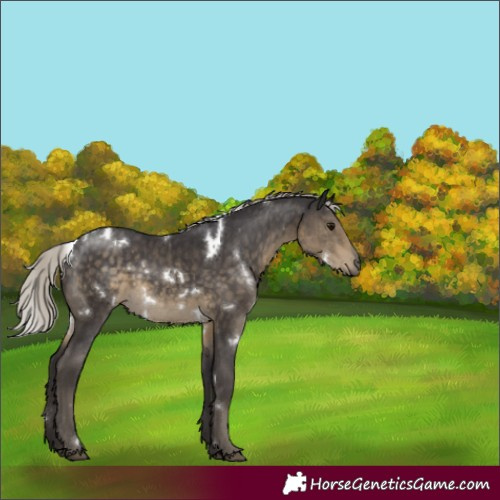Horse Color:White Spotted Silver Smoky Black Rabicano 
