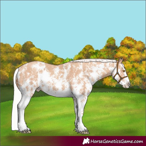 Horse Color:Silver Classic Champagne Sabino Splash