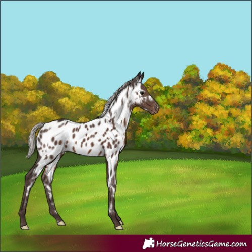 Horse Color:White Spotted Silver Black Appaloosa Rabicano 