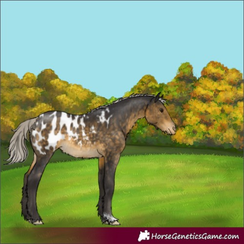Horse Color:Silver Buckskin Tobiano Blanket Rabicano 