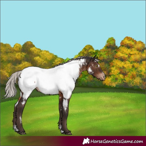 Horse Color:White Spotted Silver Brown Sabino Appaloosa Rabicano 