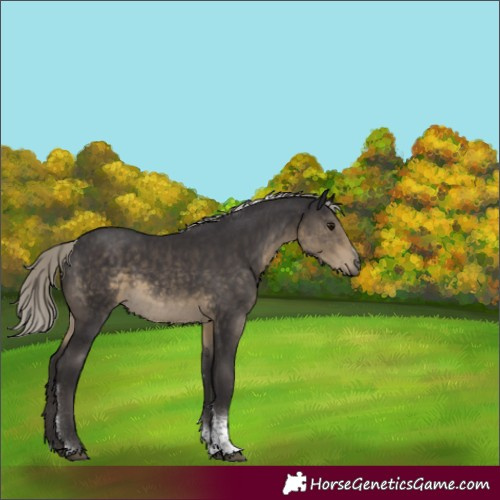 Horse Color:Silver Smoky Black Sabino Tobiano Rabicano 