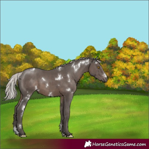 Horse Color:White Spotted Silver Black Sabino Rabicano
