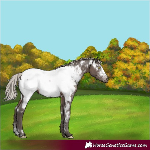 Horse Color:White Spotted Silver Black Sabino Appaloosa Rabicano 
