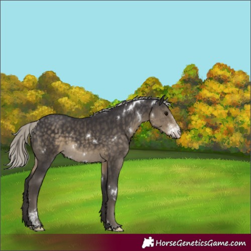 Horse Color:White Spotted Silver Smoky Black Sabino Rabicano 