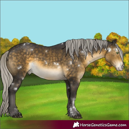 Horse Color:White Spotted Silver Buckskin Sabino Rabicano 