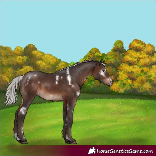 Horse Color:White Spotted Silver Brown Sabino Rabicano 