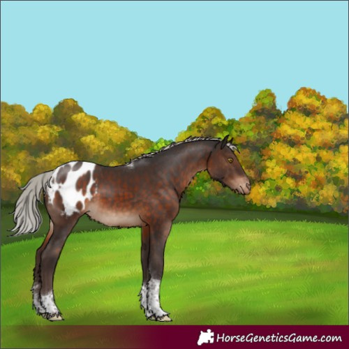 Horse Color:Silver Brown Sabino Tobiano Varnish Rabicano 