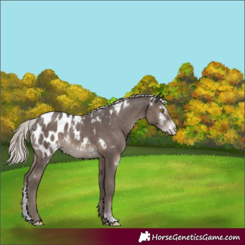 Horse Color:White Spotted Silver Black Sabino Appaloosa Rabicano 