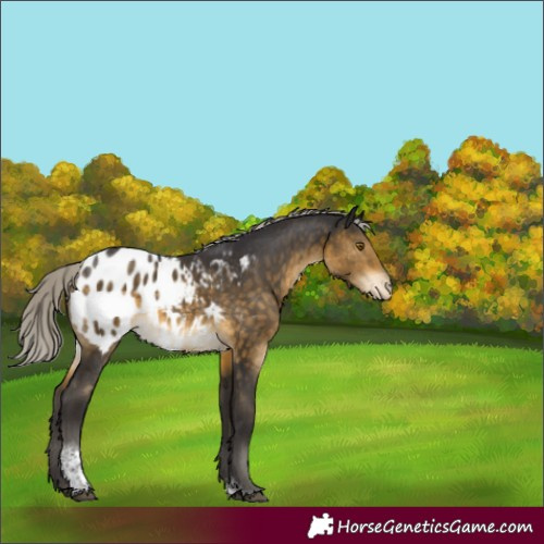 Horse Color:Silver Buckskin Tobiano Varnish Rabicano 