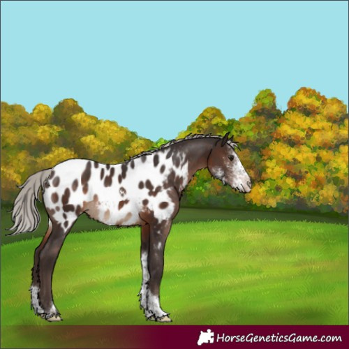 Horse Color:Silver Brown Sabino Tobiano Appaloosa Rabicano 
