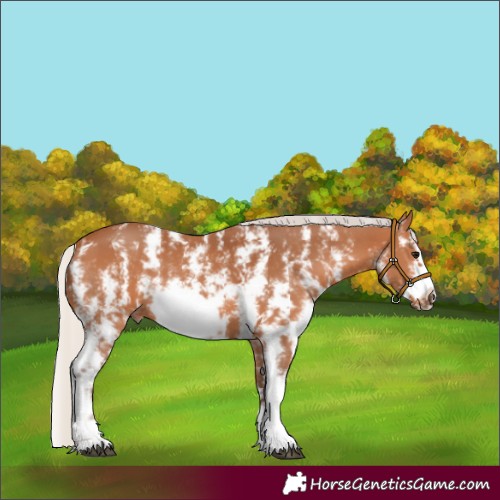 Horse Color:Silver Bay Sabino Frame 