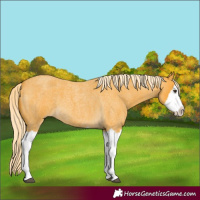 Horse Color:Palomino Roan Splash 