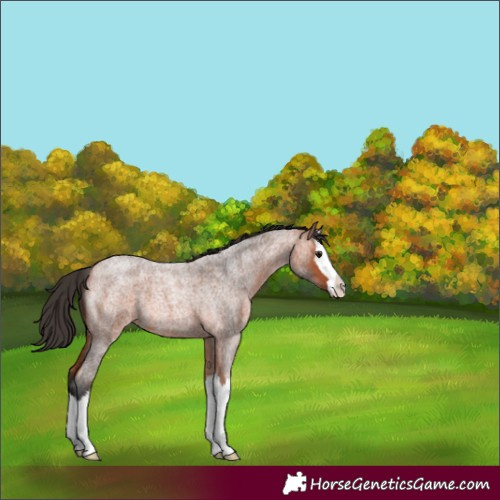 Horse Color:Bay Roan Splash 