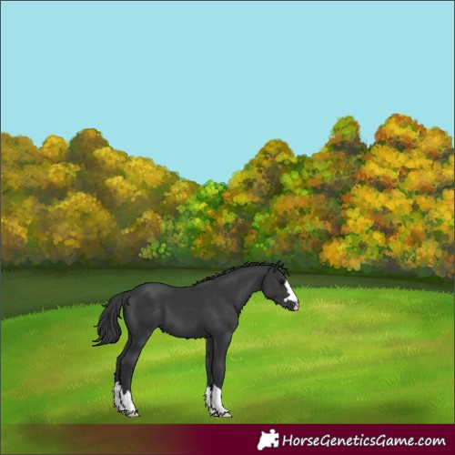 Horse Color:Black 
