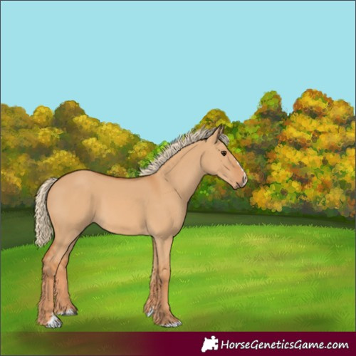 Horse Color:Red Dun 