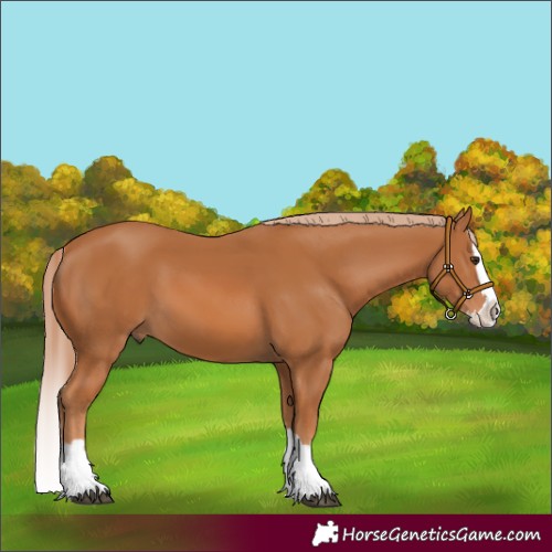 Horse Color:Chestnut Splash