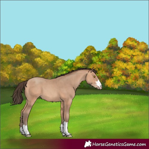 Horse Color:Amber Champagne 