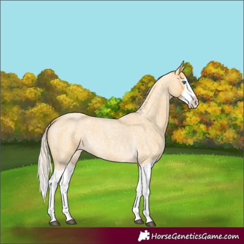 Horse Color:Palomino Roan Splash 