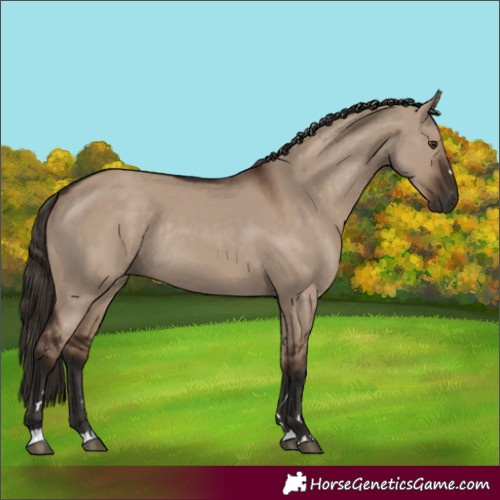 Horse Color:Liver Red Dun Rabicano